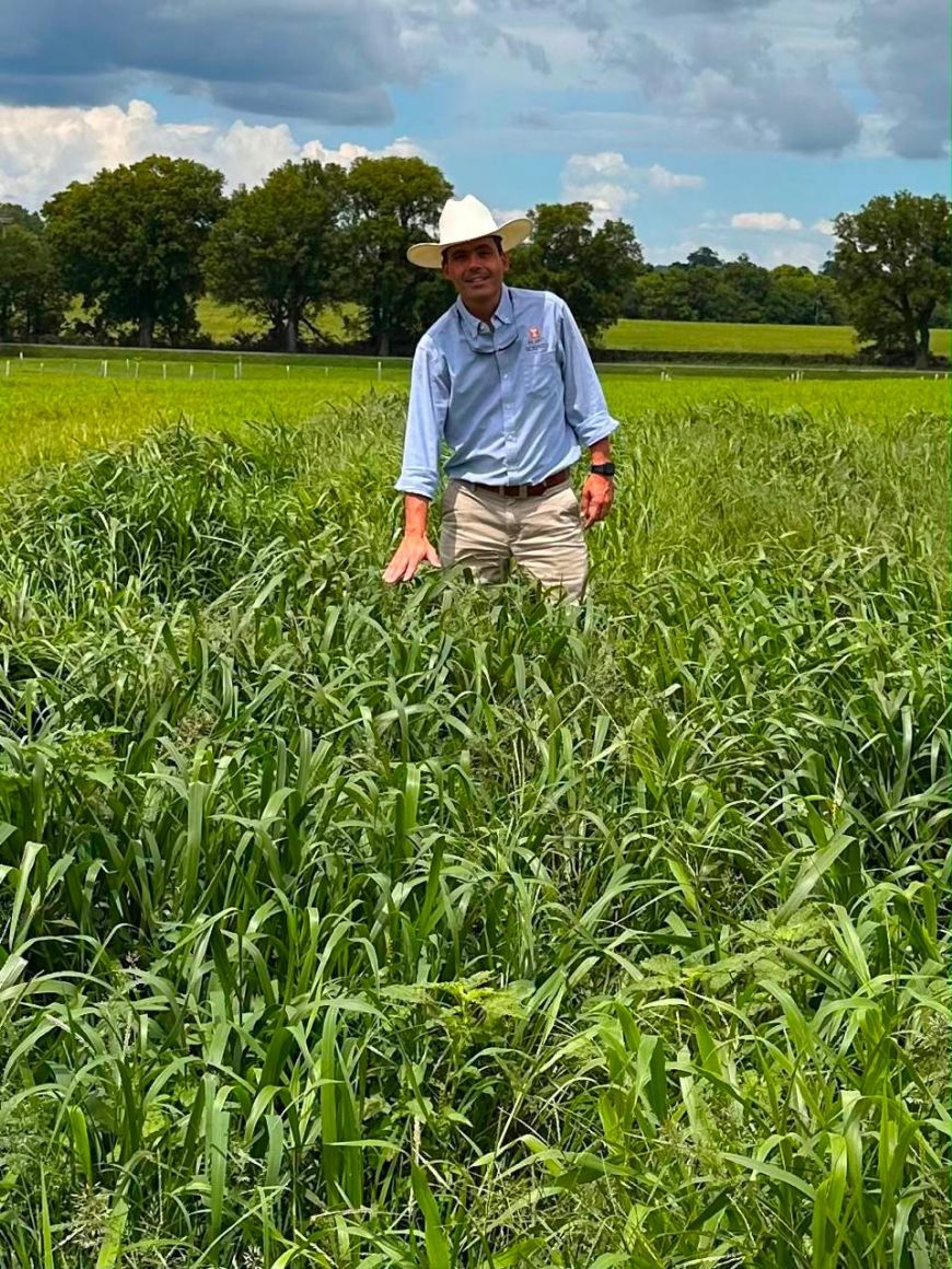 Empresa brasileira começa a validar forrageiras tropicais em solo americano