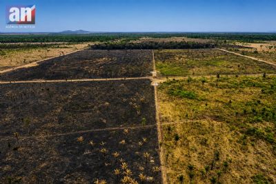 Mais de 6 mil hectares desmatados: área embargada volta a registrar avanço e alerta de invasão