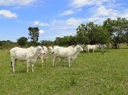Boi gordo sobe 3,31% em Mato Grosso