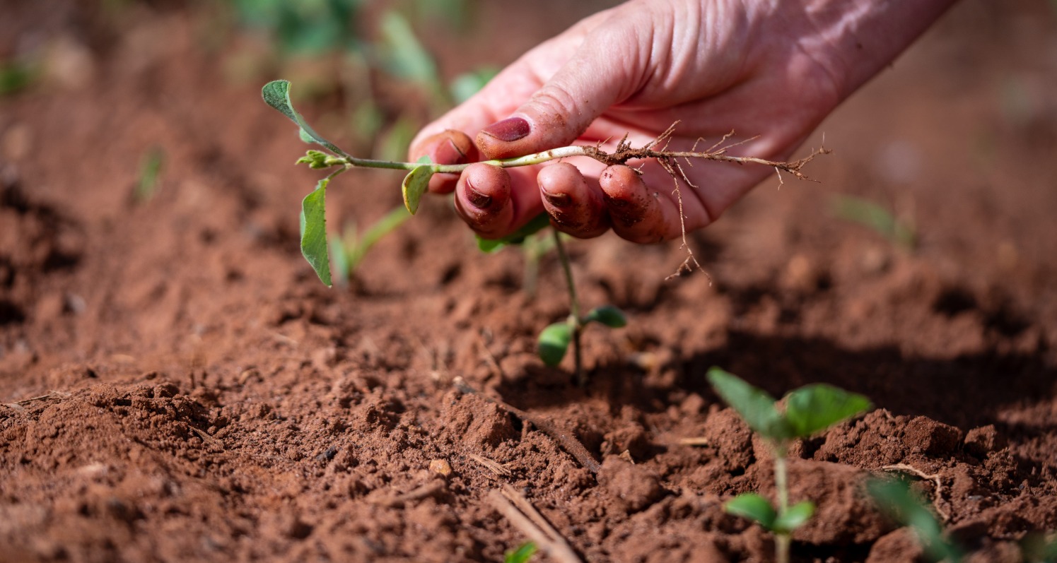 Produtividade da soja é resultado da interação entre genética, clima, solo e manejo