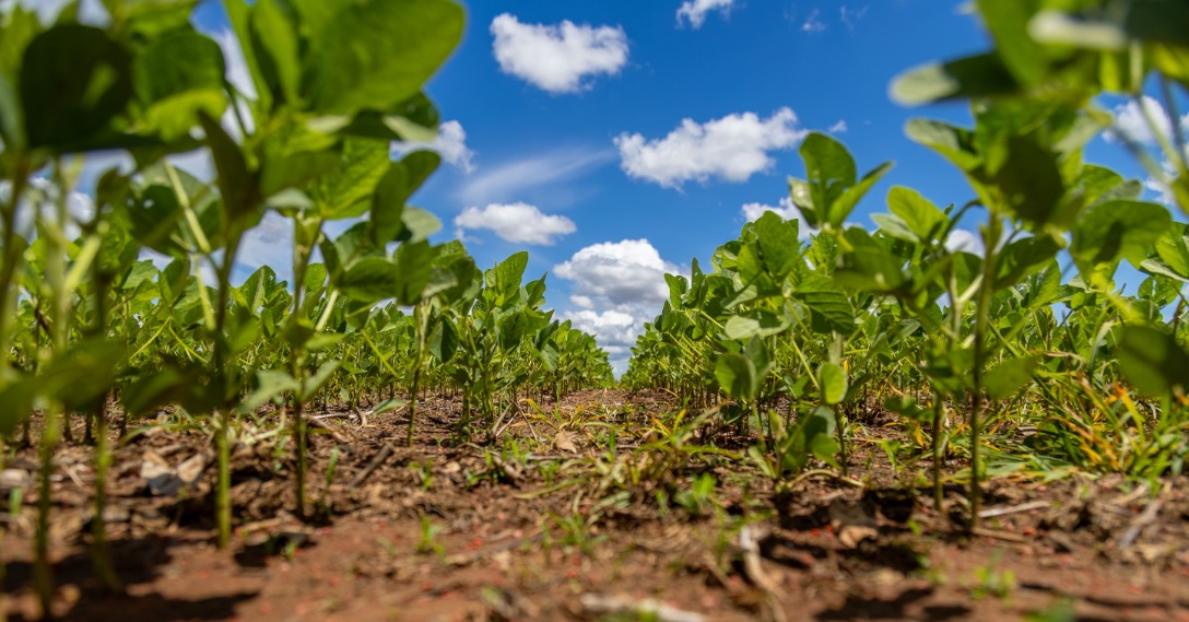 Manejo integrado busca reduzir plantas daninhas antes que elas cheguem à próxima safra